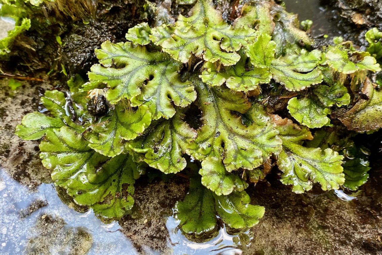 Detail Gambar Lumut Marchantia Polymorpha Nomer 40