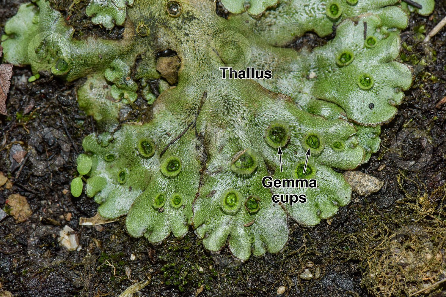 Detail Gambar Lumut Marchantia Polymorpha Nomer 41