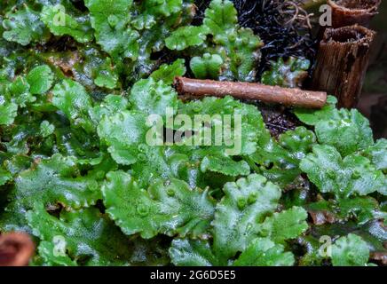 Detail Gambar Lumut Marchantia Polymorpha Nomer 42