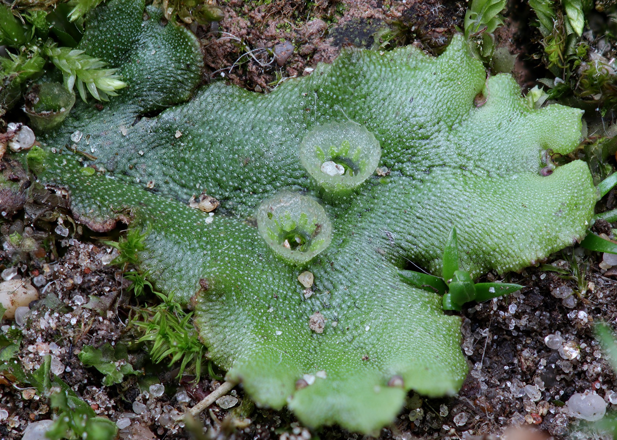 Detail Gambar Lumut Marchantia Polymorpha Nomer 44
