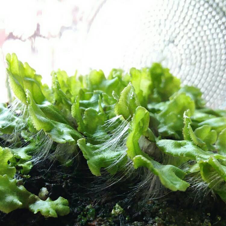 Detail Gambar Lumut Marchantia Polymorpha Nomer 45
