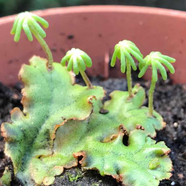 Detail Gambar Lumut Marchantia Polymorpha Nomer 46