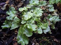 Detail Gambar Lumut Marchantia Polymorpha Nomer 5