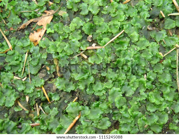 Detail Gambar Lumut Marchantia Polymorpha Nomer 47