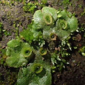Detail Gambar Lumut Marchantia Polymorpha Nomer 48