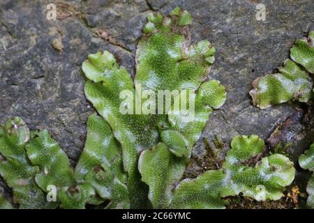 Detail Gambar Lumut Marchantia Polymorpha Nomer 49