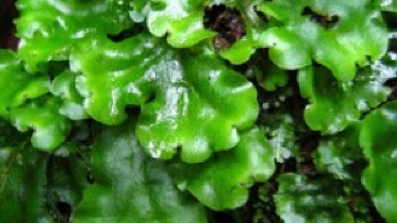 Detail Gambar Lumut Marchantia Polymorpha Nomer 51