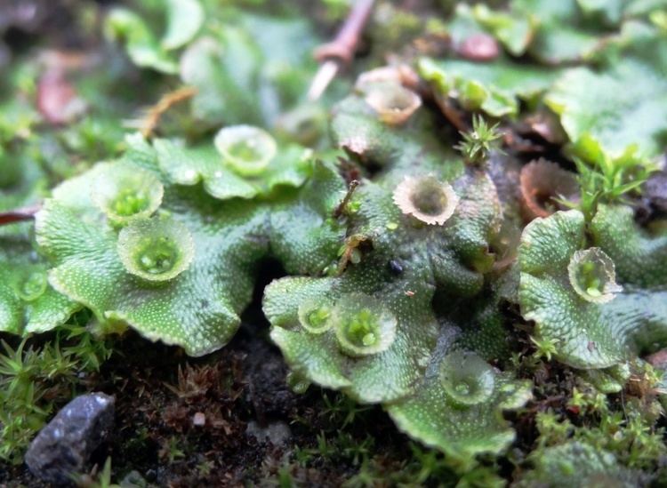 Detail Gambar Lumut Marchantia Polymorpha Nomer 53