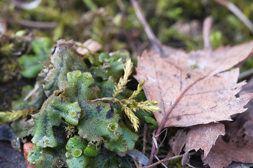 Detail Gambar Lumut Marchantia Polymorpha Nomer 54