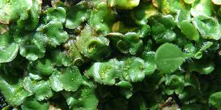 Detail Gambar Lumut Marchantia Polymorpha Nomer 55