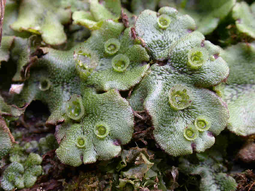 Detail Gambar Lumut Marchantia Polymorpha Nomer 6