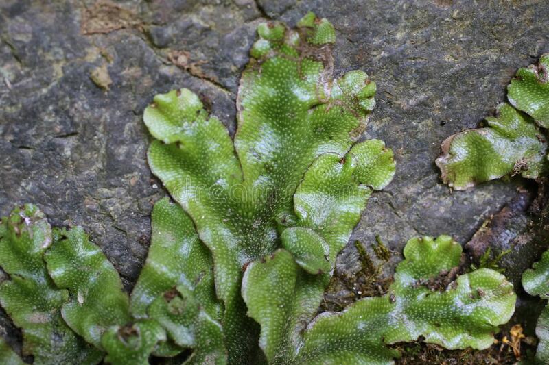Detail Gambar Lumut Marchantia Polymorpha Nomer 8