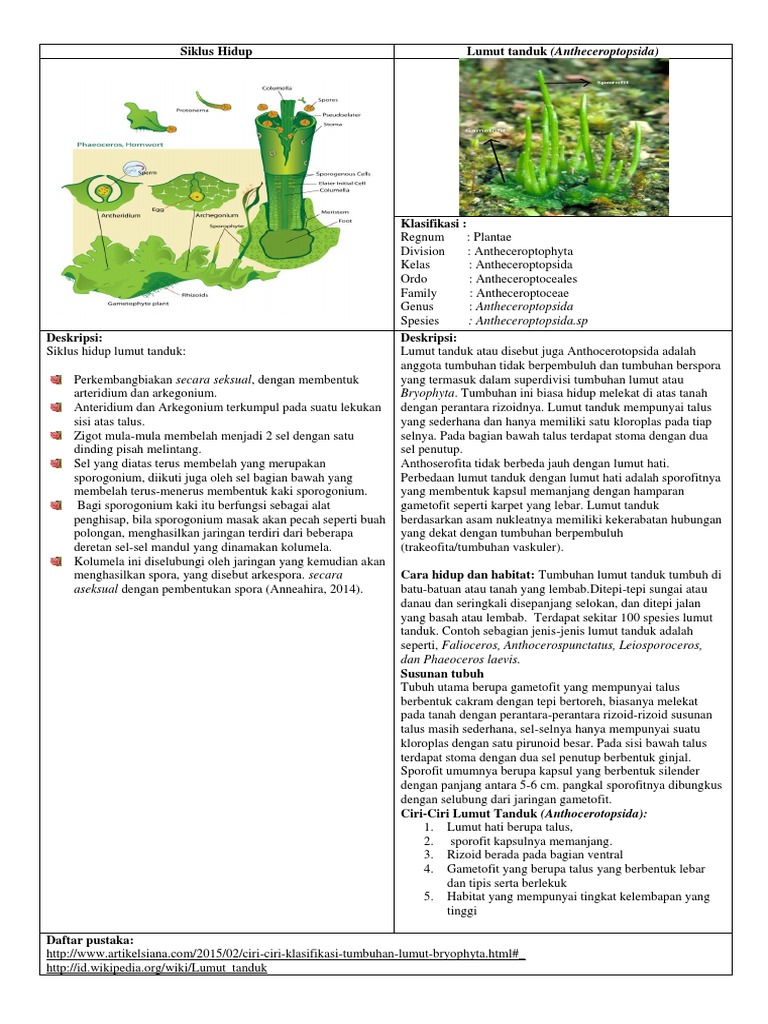 Detail Gambar Lumut Tanduk Dan Keterangannya Nomer 40