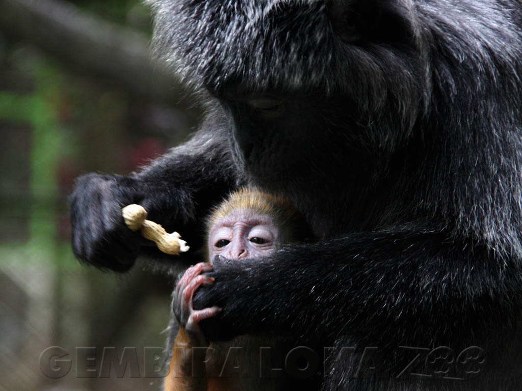 Detail Gambar Lutung Betina Dan Jantan Nomer 4