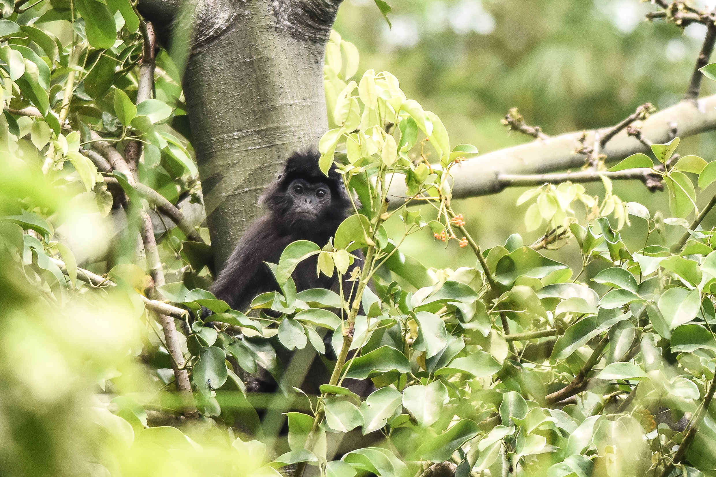 Detail Gambar Lutung Betina Dan Jantan Nomer 36