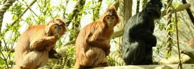 Detail Gambar Lutung Betina Dan Jantan Nomer 38