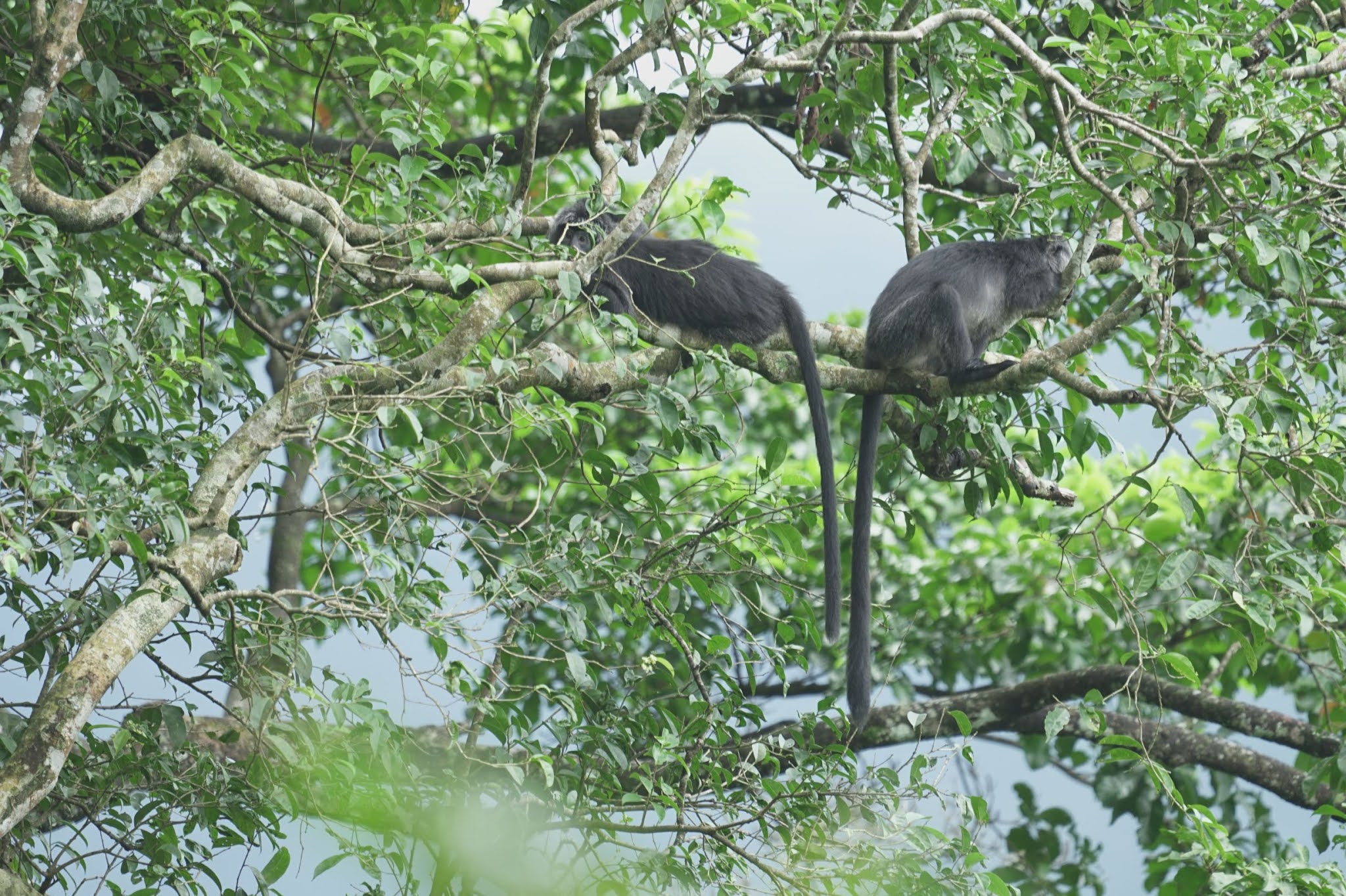 Detail Gambar Lutung Betina Dan Jantan Nomer 47