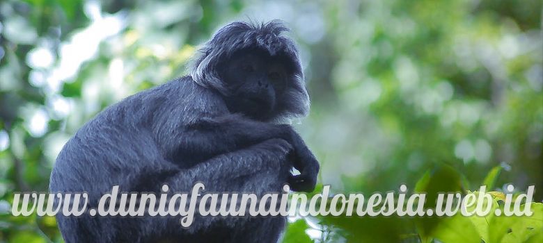 Detail Gambar Lutung Betina Dan Jantan Nomer 7