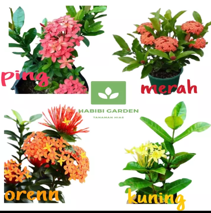 Detail Gambar Macam Macam Bunga Nomer 12