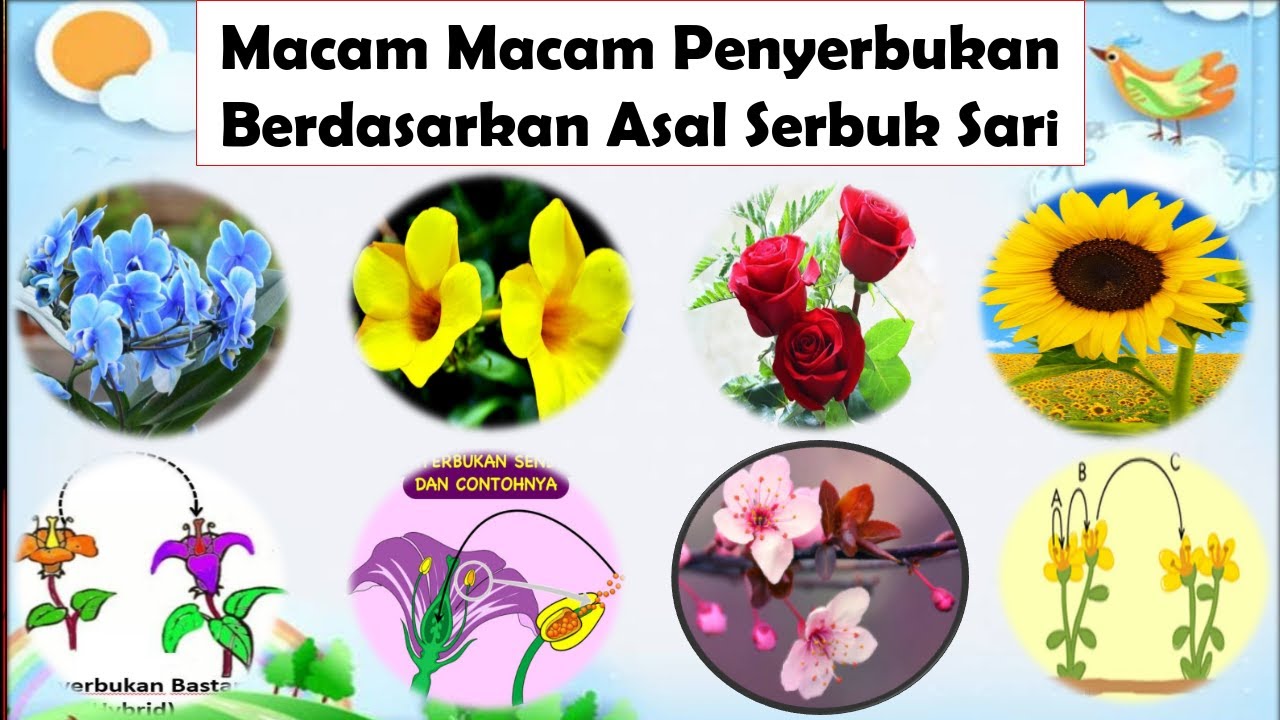 Detail Gambar Macam Macam Penyerbukan Nomer 14