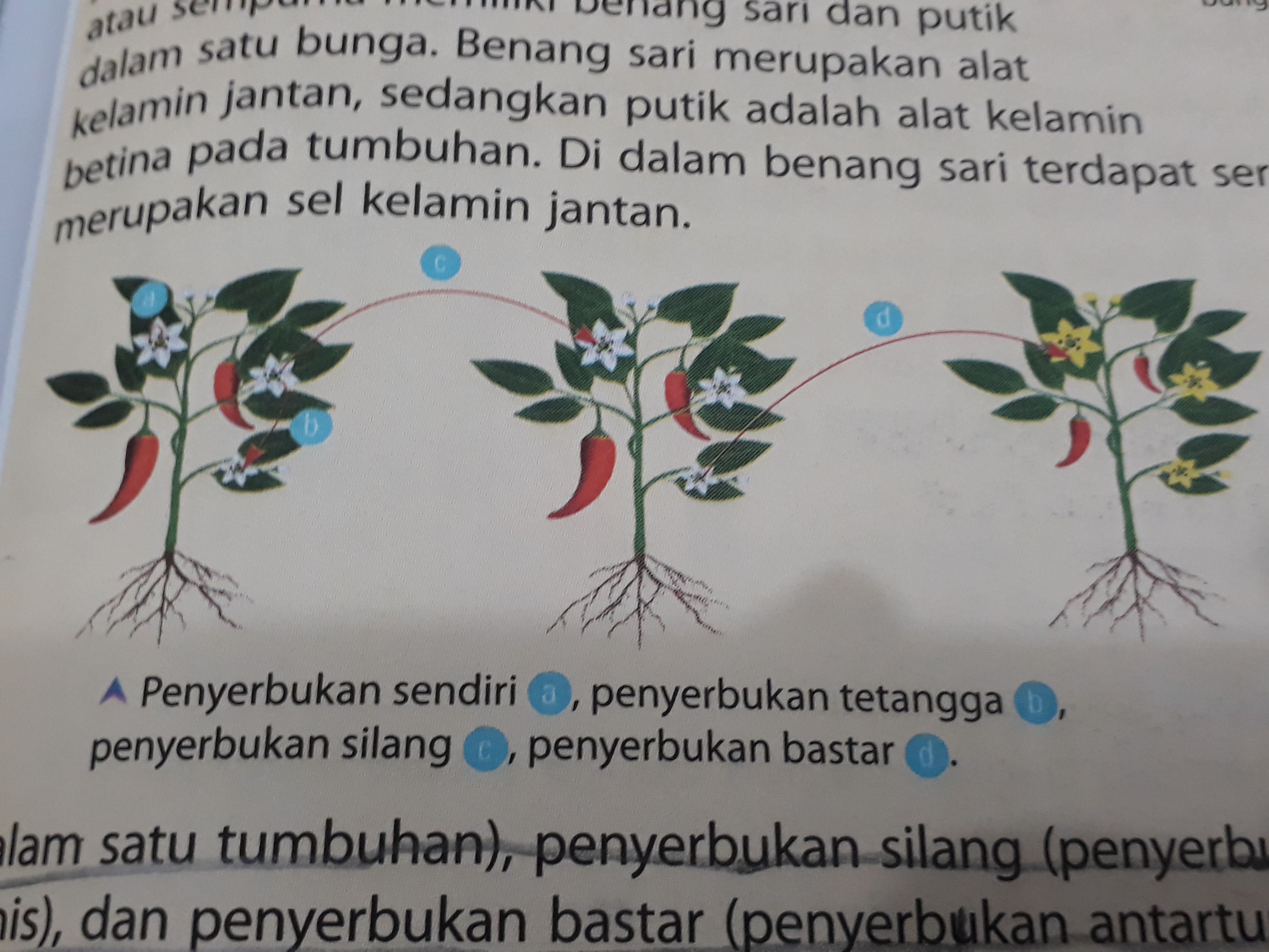 Detail Gambar Macam Macam Penyerbukan Nomer 27