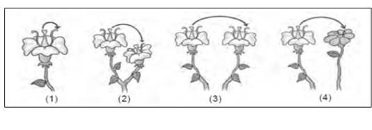 Detail Gambar Macam Macam Penyerbukan Nomer 31