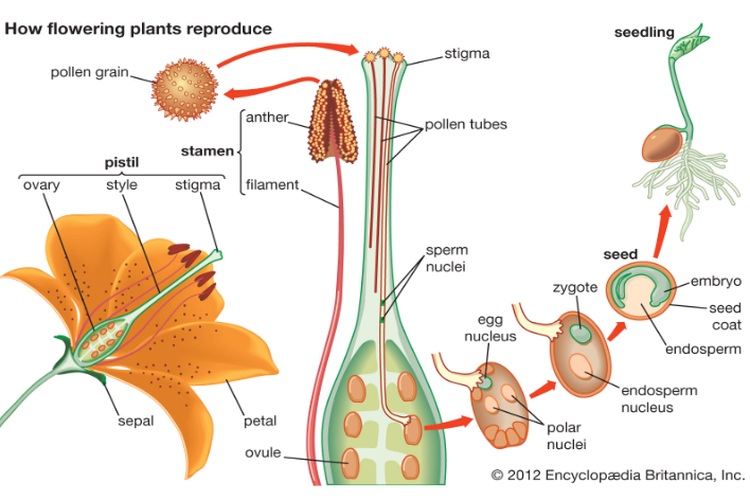 Detail Gambar Macam Macam Penyerbukan Nomer 49