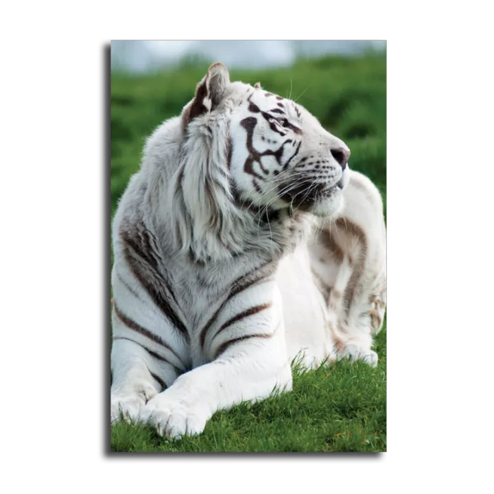 Detail Gambar Macan 3d Nomer 37