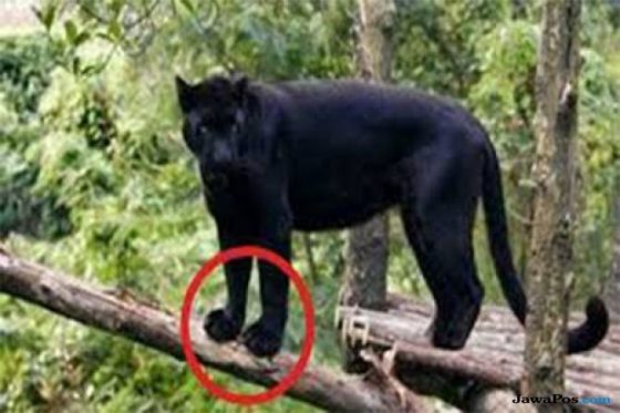 Detail Gambar Macan Hitam Nomer 28