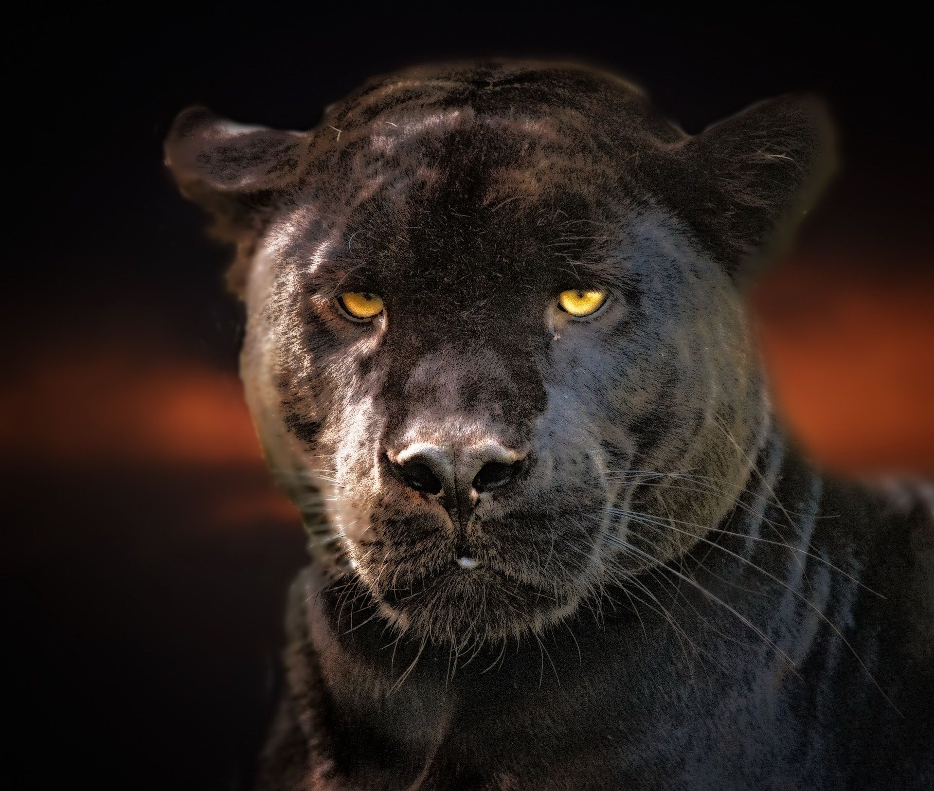 Detail Gambar Macan Hitam Nomer 29