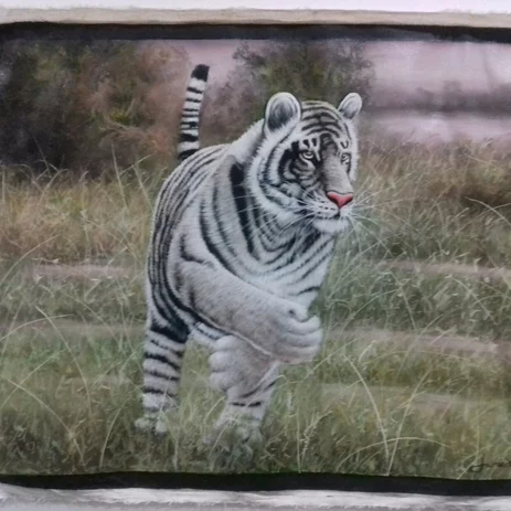 Detail Gambar Macan Putih Foto Sampul Nomer 25