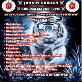 Detail Gambar Macan Putih Foto Sampul Nomer 36