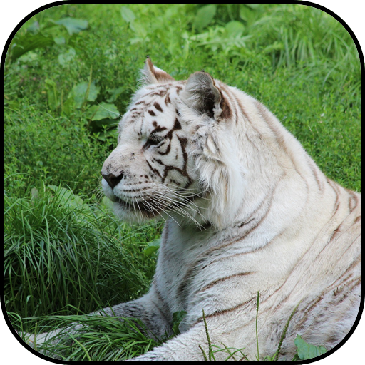 Detail Gambar Macan Putih Foto Sampul Nomer 50