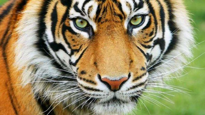 Detail Gambar Macan Seram Nomer 37