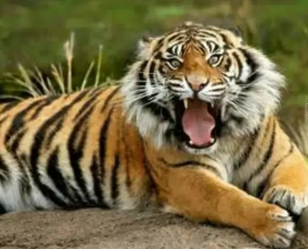 Detail Gambar Macan Seram Nomer 56