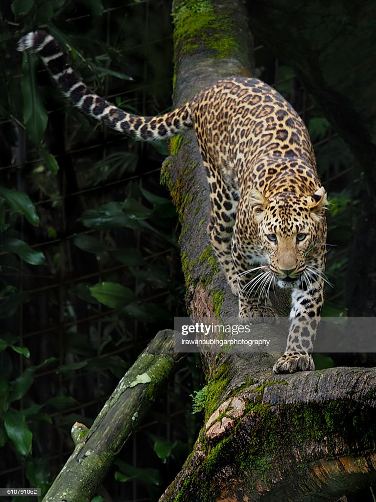 Detail Gambar Macan Tutul Jawa Nomer 21
