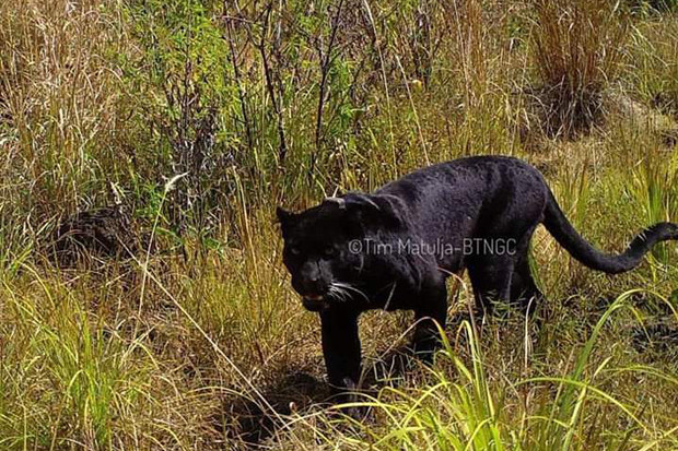 Detail Gambar Macan Tutul Jawa Nomer 30