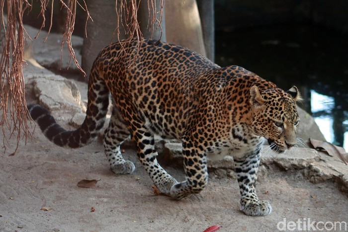 Detail Gambar Macan Tutul Jawa Nomer 35