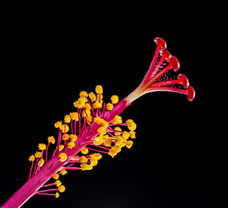 Detail Gambar Mahkota Bunga Kembang Sepatu Nomer 16
