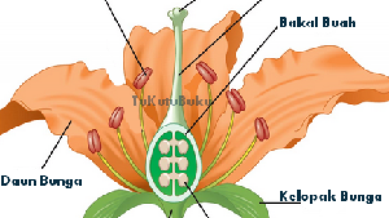 Detail Gambar Mahkota Bunga Sempurna Nomer 52