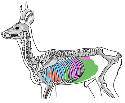 Anatomie Wildschwein - KibrisPDR