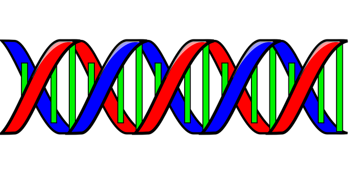 Detail Bilder Dna Doppelhelix Nomer 12