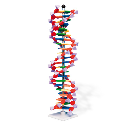 Detail Bilder Dna Doppelhelix Nomer 14