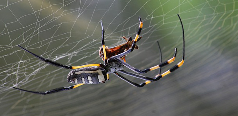 Detail Contoh Spider Web Nomer 42