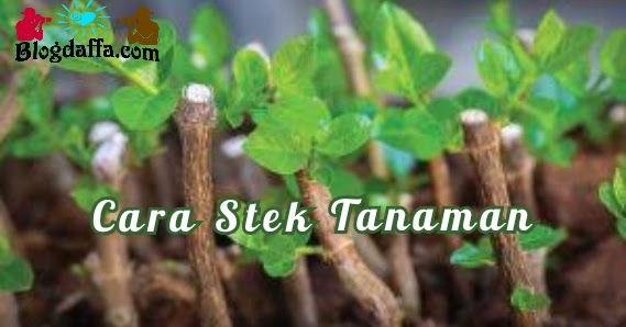 Detail Contoh Stek Batang Nomer 35