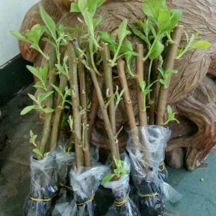 Detail Contoh Stek Batang Nomer 5
