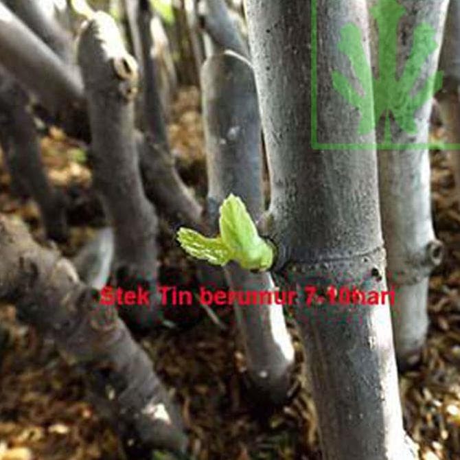 Detail Contoh Stek Batang Nomer 56