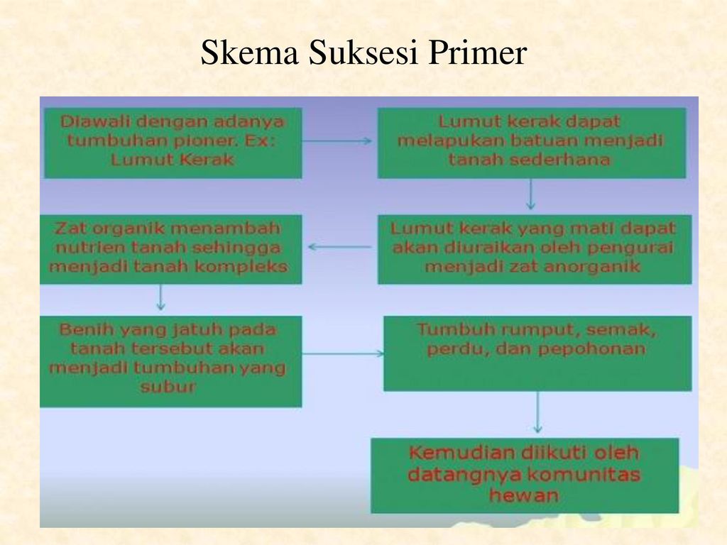 Detail Contoh Suksesi Primer Dan Sekunder Nomer 41