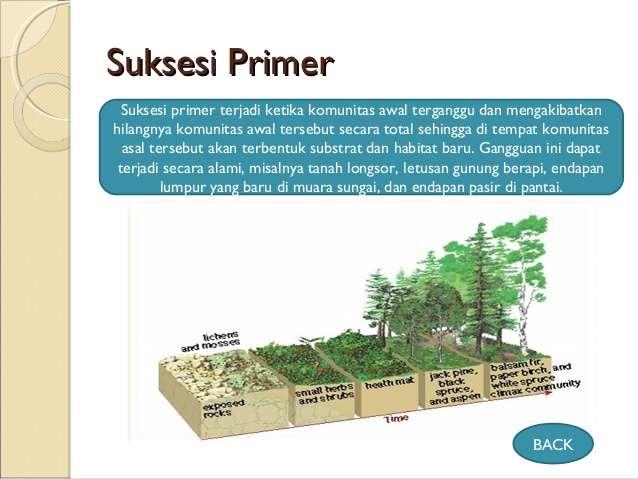 Detail Contoh Suksesi Primer Dan Sekunder Nomer 42