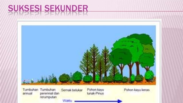 Detail Contoh Suksesi Primer Dan Sekunder Nomer 6